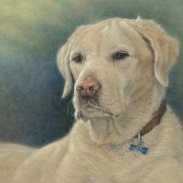 Simba – Labrador dog painting commission in pastel